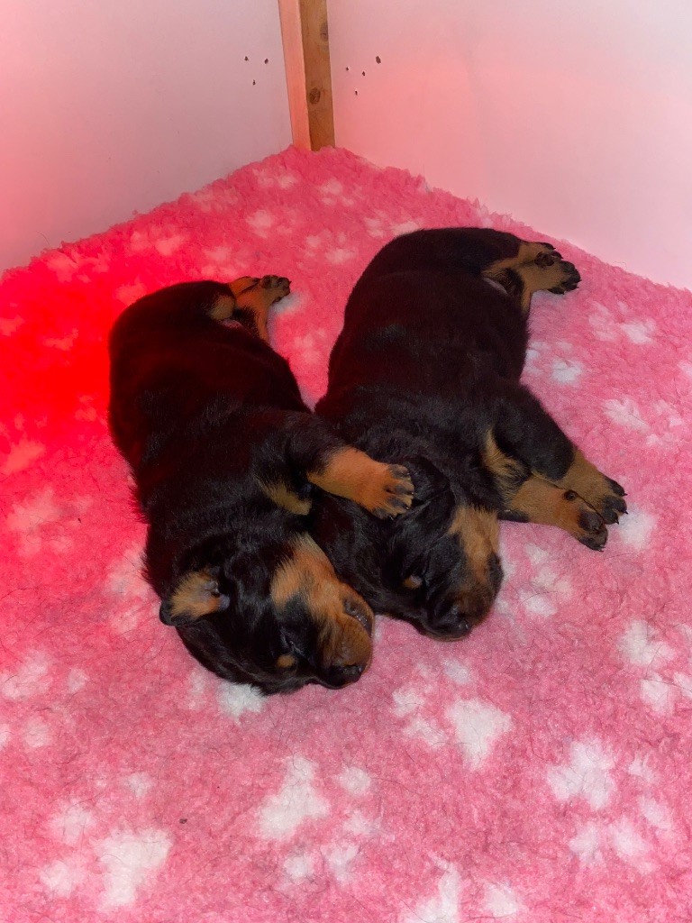 Chiot Berger de Beauce Des Bergers Du Feu
