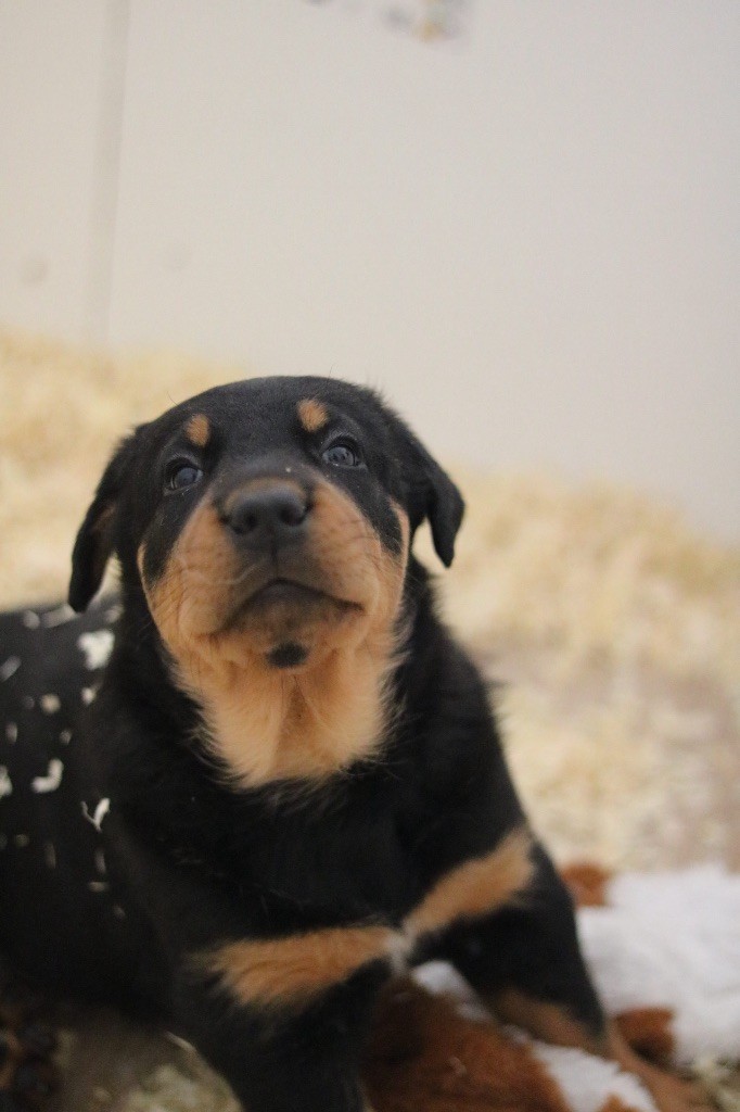 Des Bergers Du Feu - Chiots disponibles - Berger de Beauce